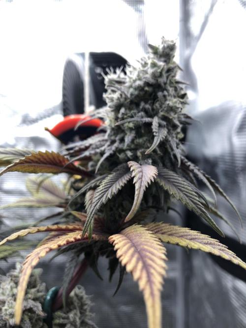 Positronics / conscious Genetik. Week 22