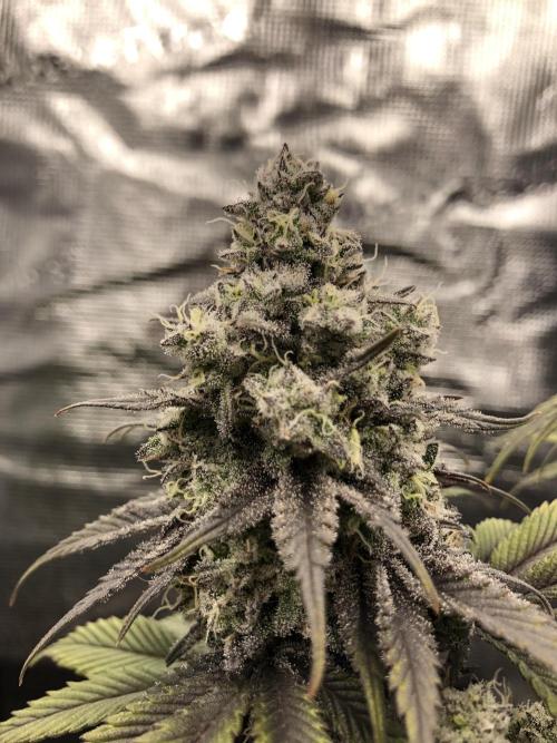 Positronics / conscious Genetik. Week 22