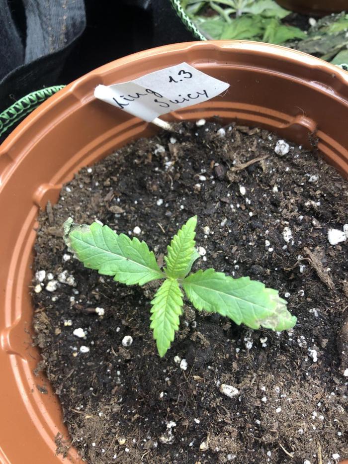 Research - impact. Week 2