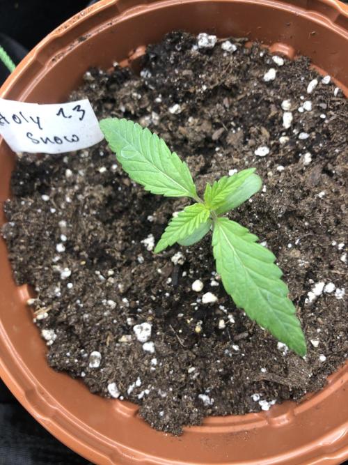 Research- impact. Week 2