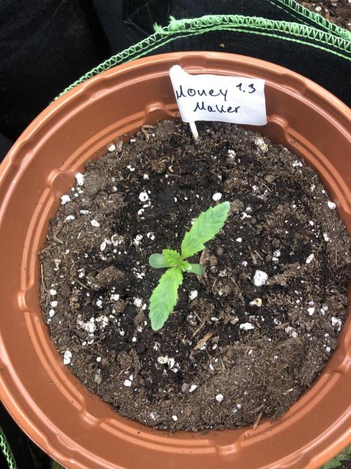 Research - impact. Week 2