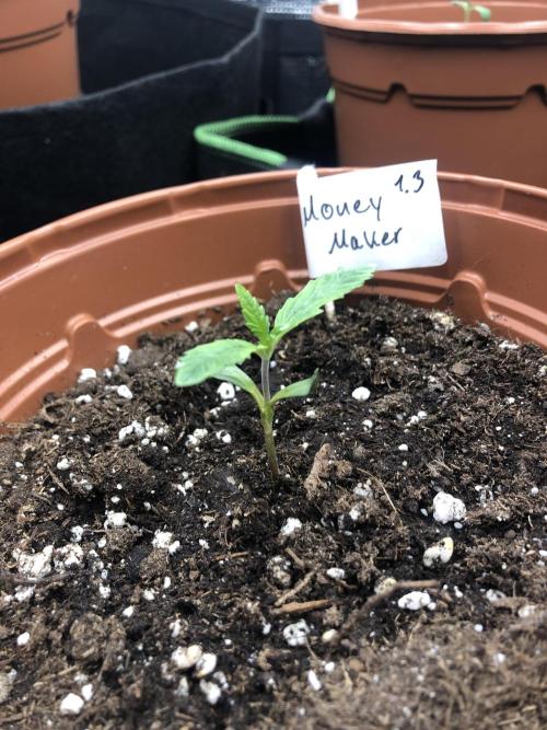 Research - impact. Week 2