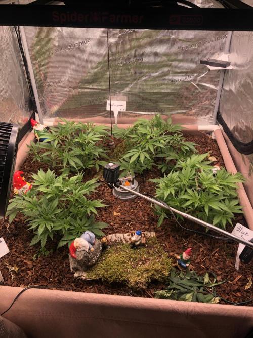 LivingRootsPro/Panova25. Week 6