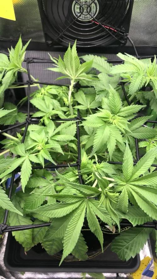 Z-RS11 - Tiny Lab Breeding
