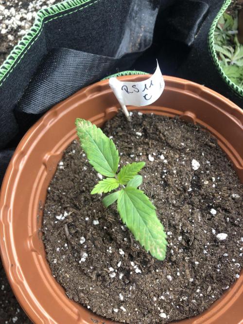 Ganja Farmer RS11 C. Week 2