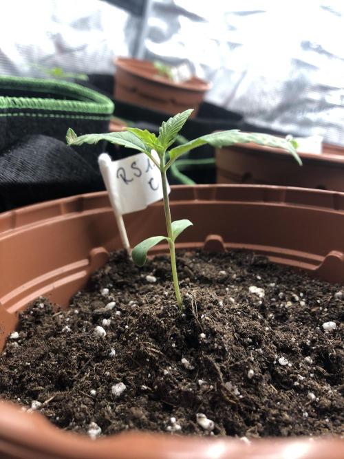 Ganja Farmer RS11 C. Week 2