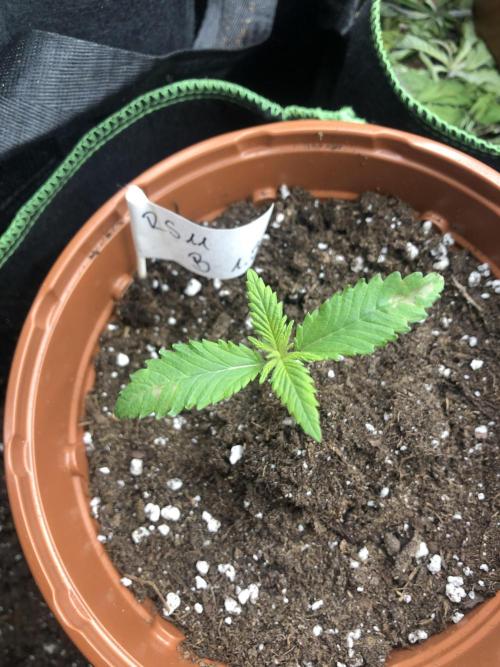 Ganja Farmer RS11 B. Week 2