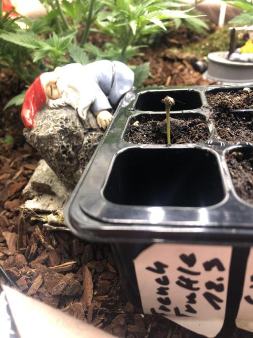 Seed Supplier Project. Week 1