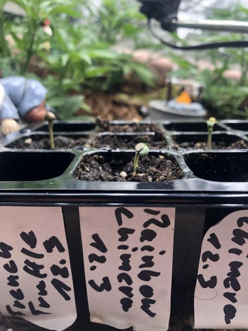 Seed Supplier Project. Week 1