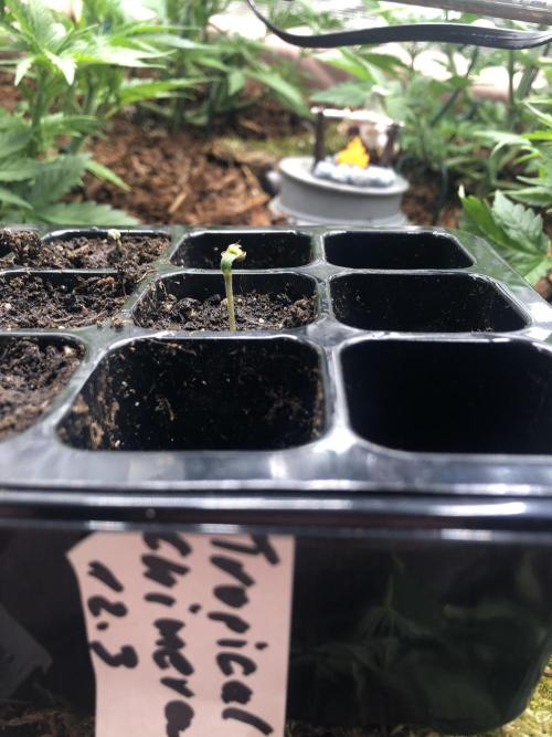 Seed Supplier Project. Week 1
