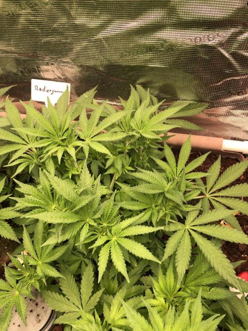 LivingRootsPro/Panova25. Week 7