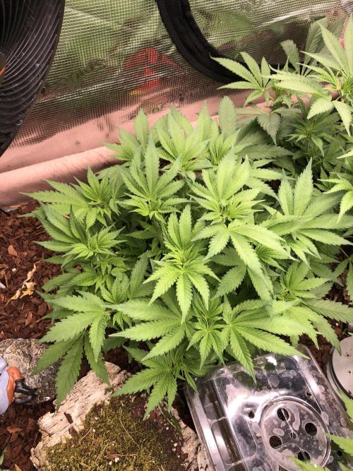 LivingRootsPro/Panova25. Week 7
