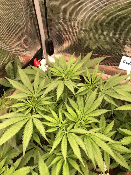 LivingRootsPro/Panova25. Week 7