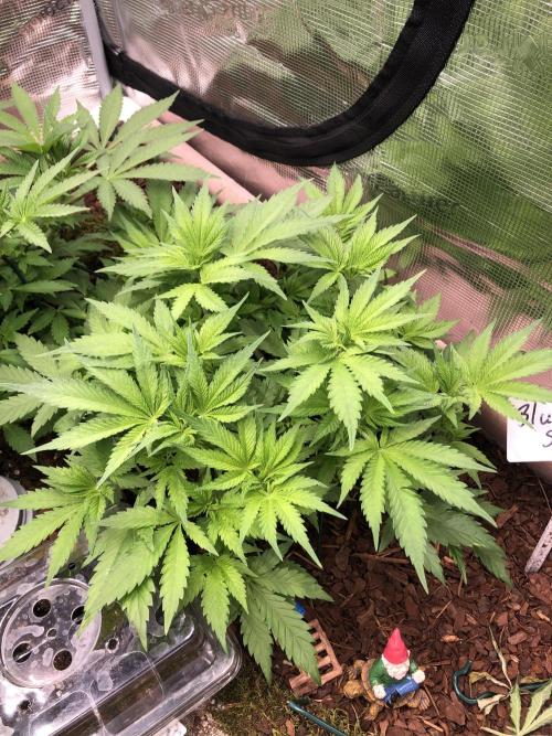 LivingRootsPro/Panova25. Week 7