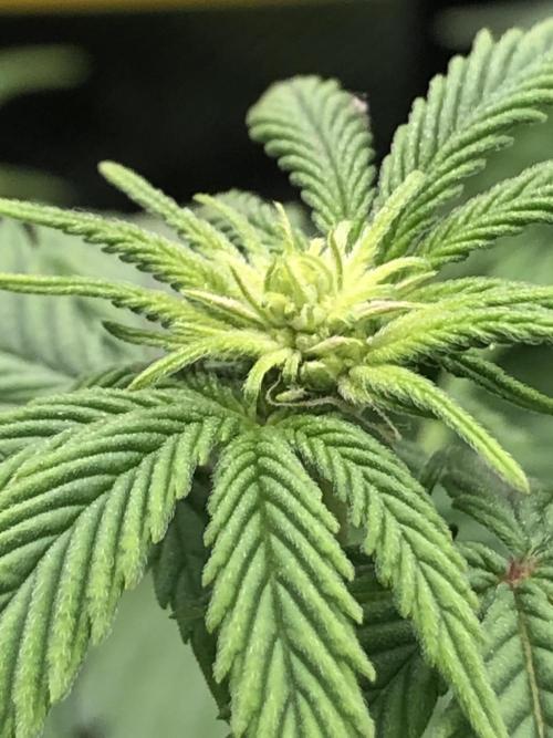 Z-RS11 - Tiny Lab Breeding. Week 8