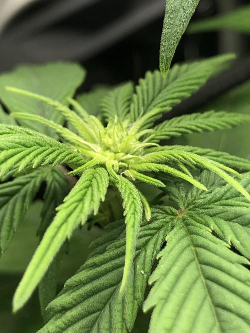 Z-RS11 - Tiny Lab Breeding. Week 8