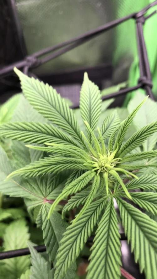 Z-RS11 - Tiny Lab Breeding