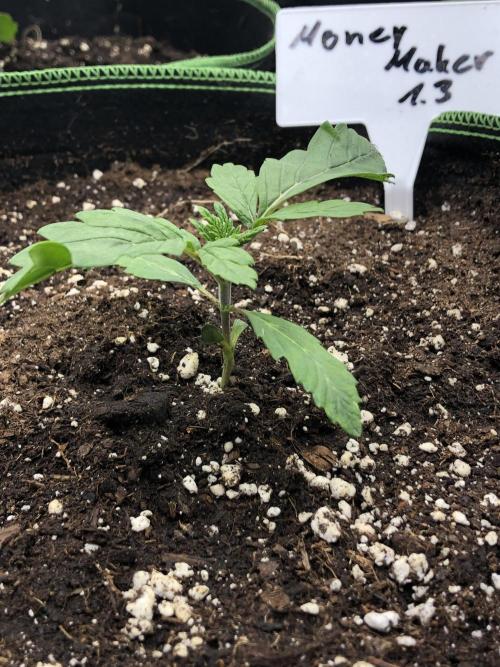 Research - impact. Week 3
