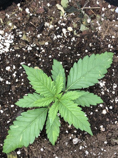 Kings Juice. Week 3