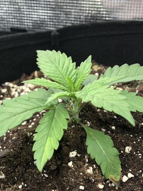 Research - impact. Week 3