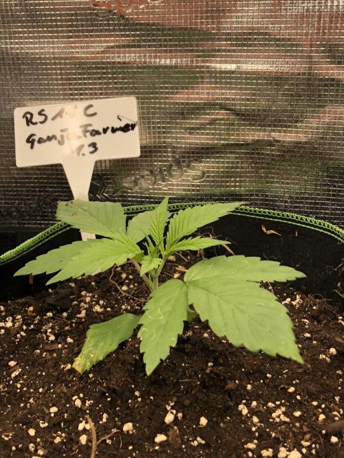 Ganja Farmer RS11 B. Week 3