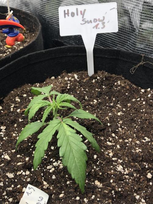Ganja Farmer RS11 C. Week 3