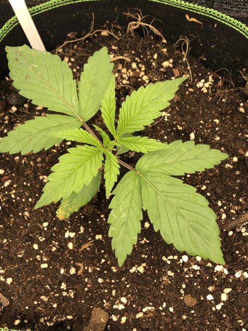Ganja Farmer RS11 C. Week 3