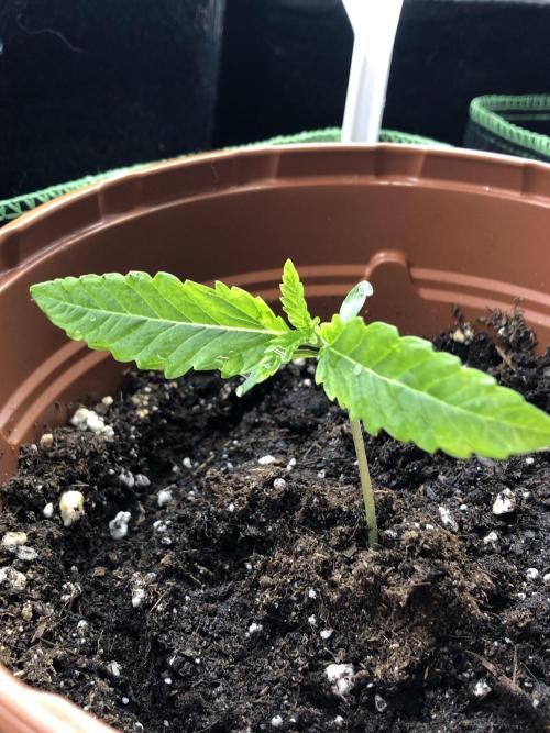 Ganja Farmer RS11 C. Week 3