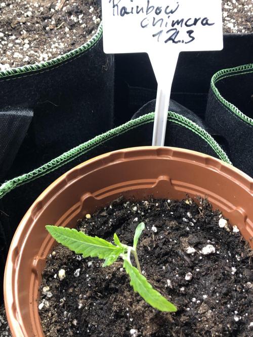 Seed Supplier Project. Week 2