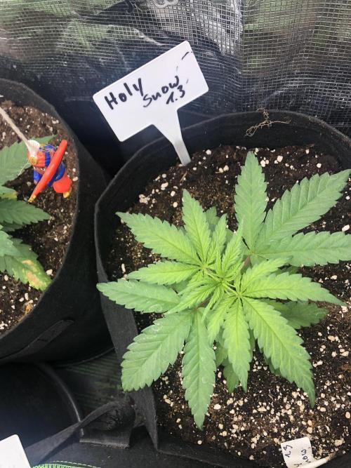 Research- impact. Week 4