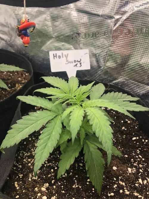 Holy Snow. Week 4