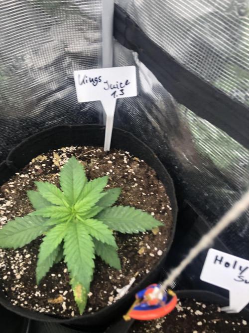 Research - impact. Week 4