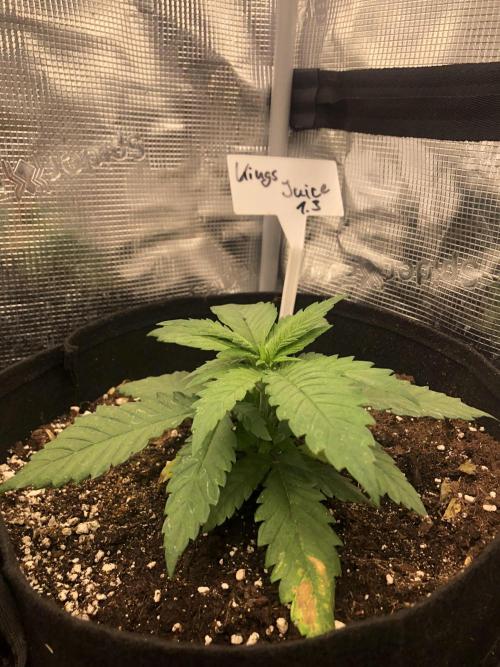 Kings Juice. Week 4