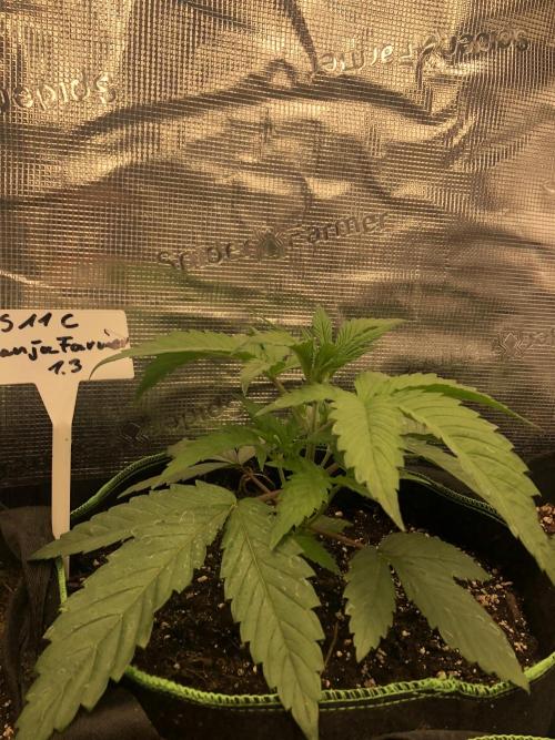 Ganja Farmer RS11 C. Week 4