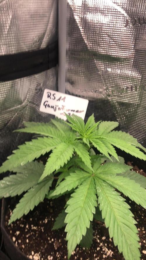 Ganja Farmer RS11 C