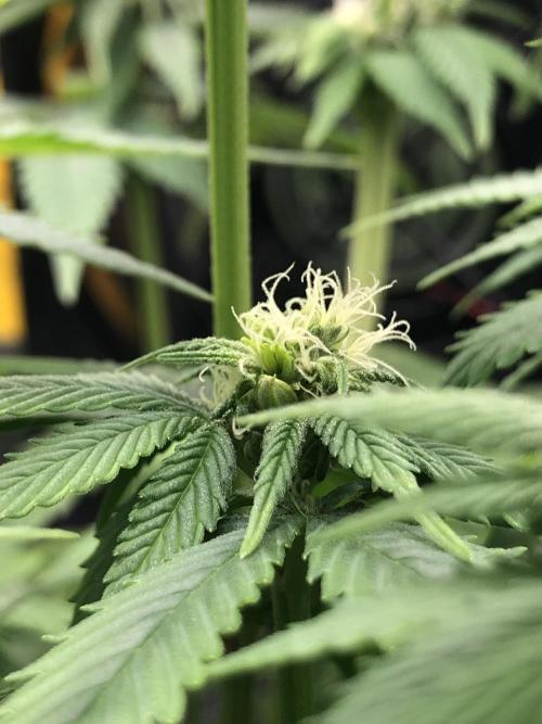 Z-RS11 - Tiny Lab Breeding. Week 9