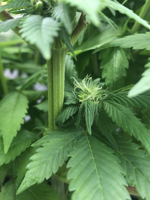 Z-RS11 - Tiny Lab Breeding. Week 9