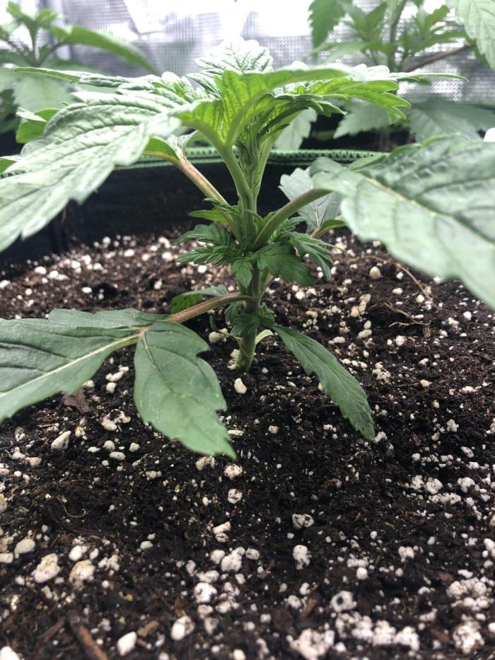 Seed Supplier Project. Week 3