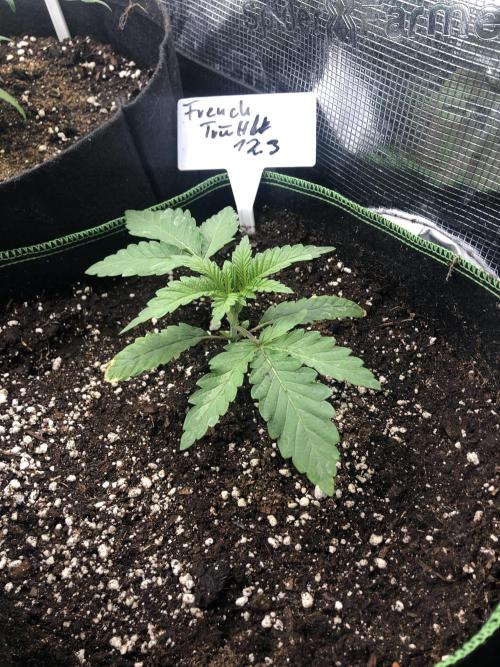 Seed Supplier Project. Week 3
