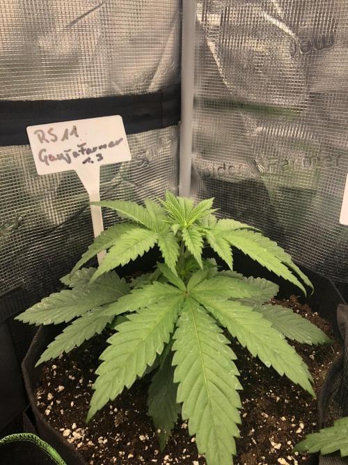 Ganja Farmer RS11 B. Week 4