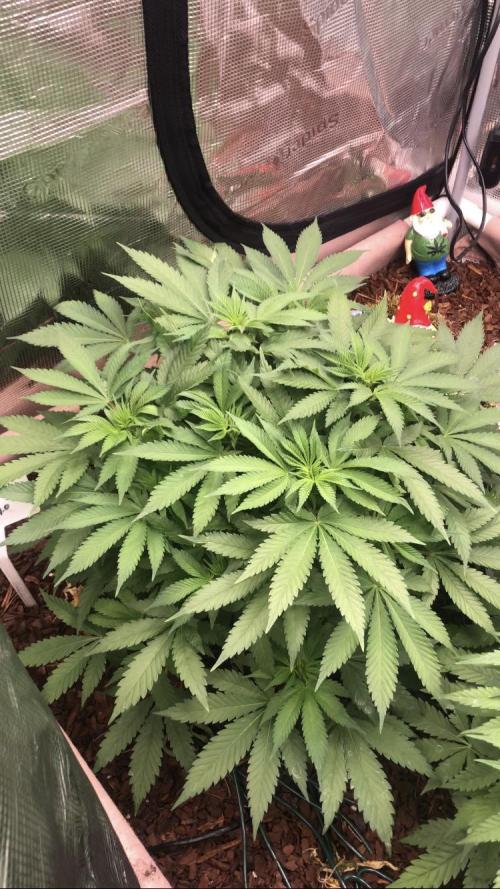LivingRootsPro/Panova25. Week 8