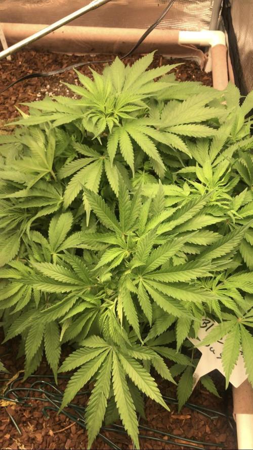 LivingRootsPro/Panova25. Week 8