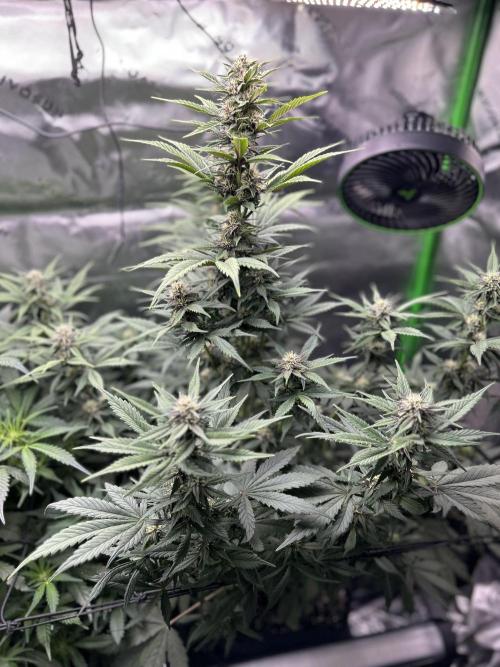 BPP RF3. Week 4 - Week 7