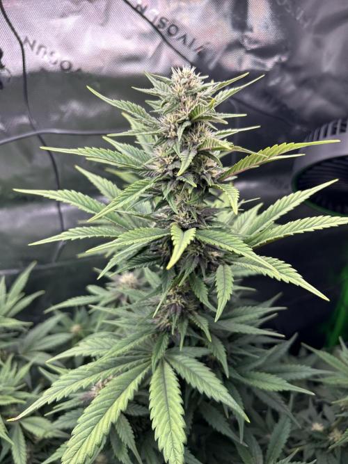 BPP RF3. Week 4 - Week 7