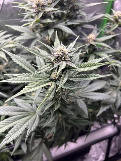 BPP RF3. Week 4 - Week 7