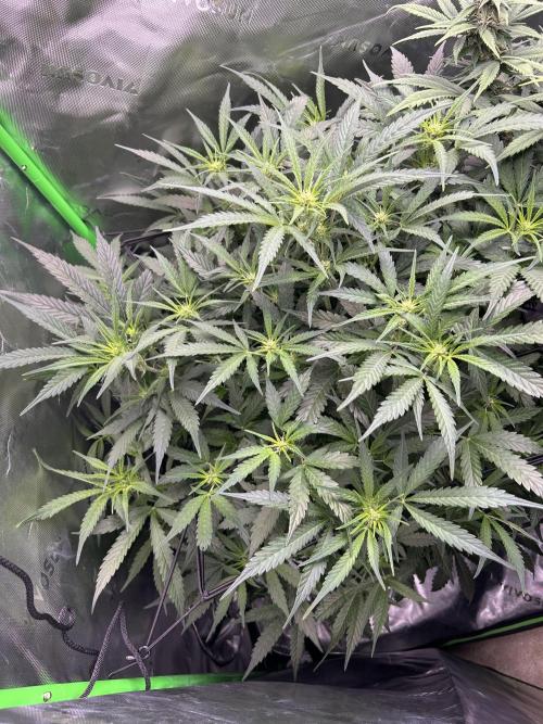Goat’Lato. Week 3