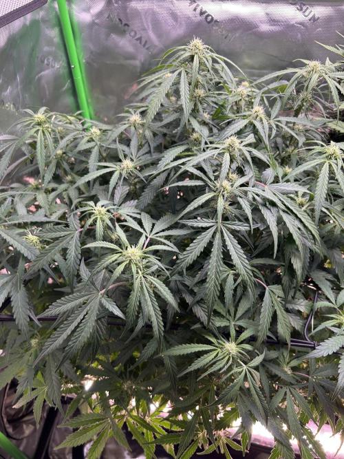 Goat’Lato. Week 4