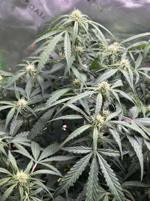 Goat’Lato. Week 4