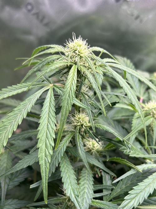Goat’Lato. Week 4