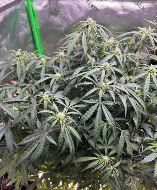 Goat’Lato. Week 4